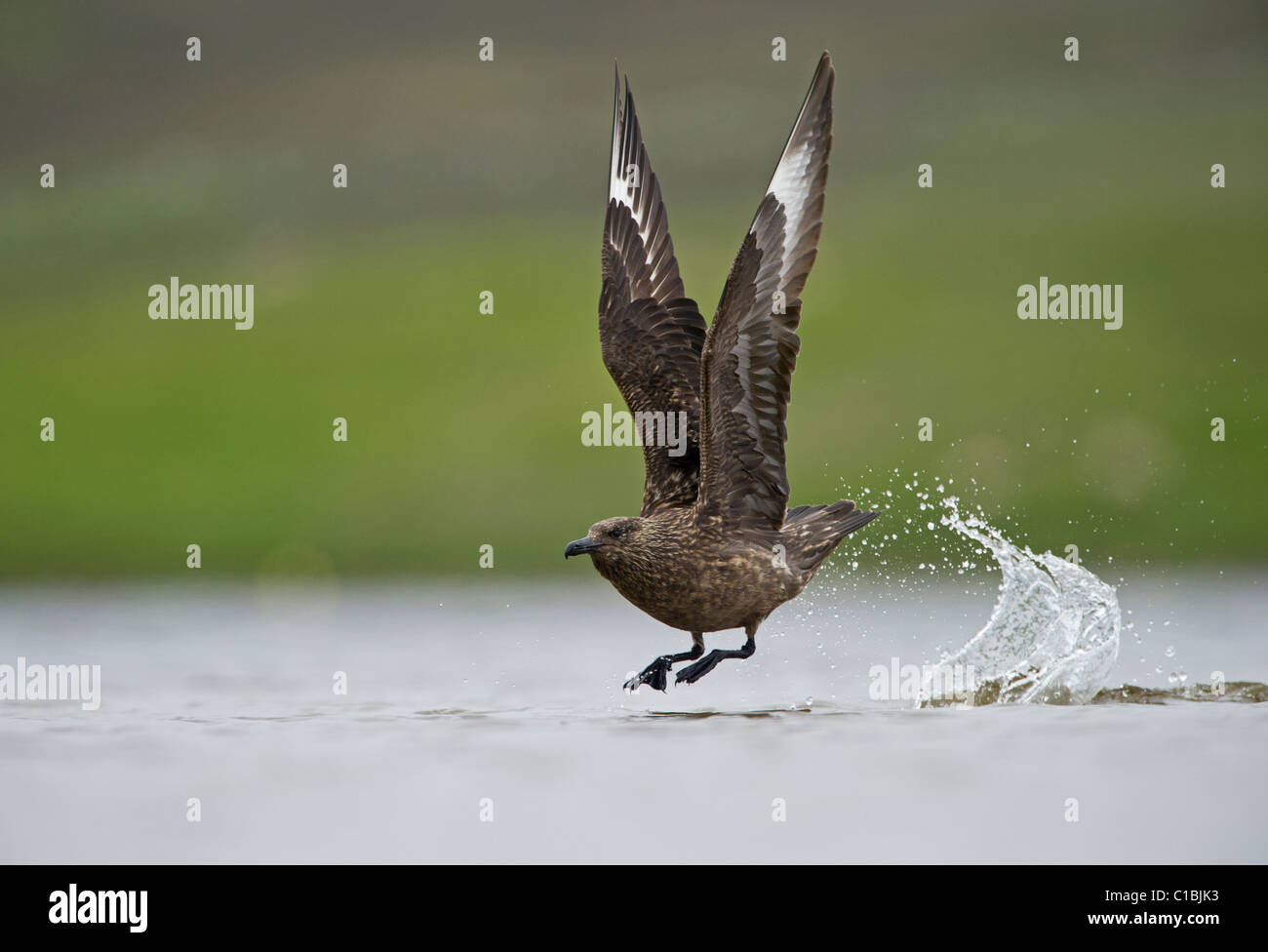 Grande Skua Skua stercorarius sul loch di acqua dolce estate Shetland Foto Stock