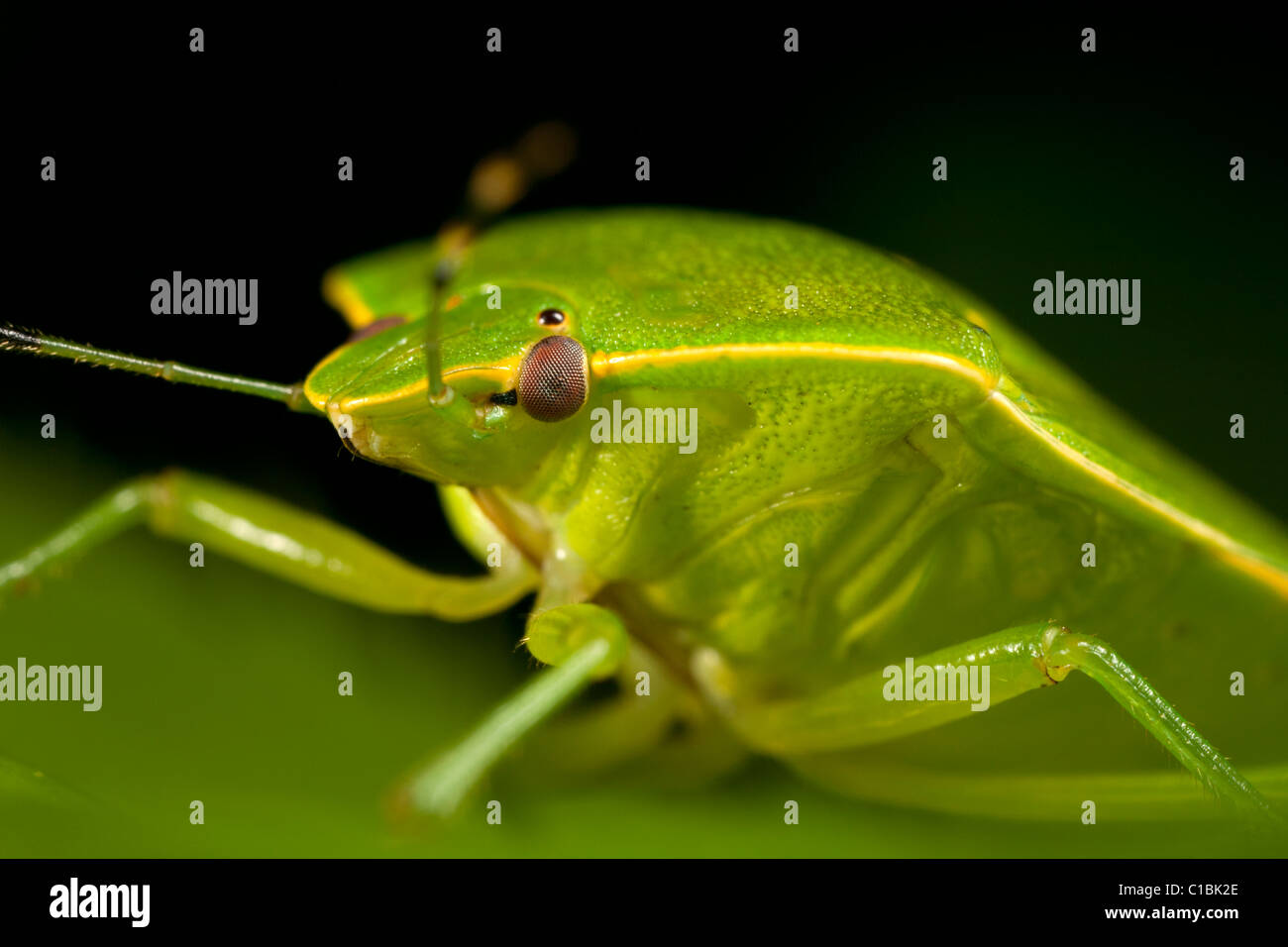 Green stink bug (Acrosternum hilare). Foto Stock