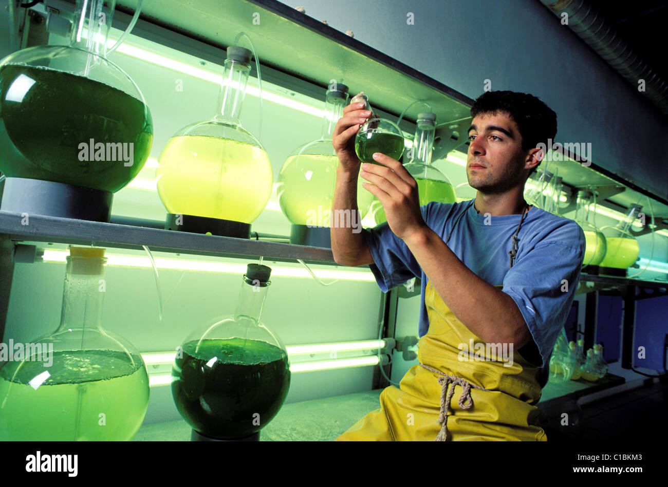 Francia, Morbihan, Houat Isola, centro di ricerca, Daniel Jouvance effettua la coltura di alghe in laboratorio Foto Stock