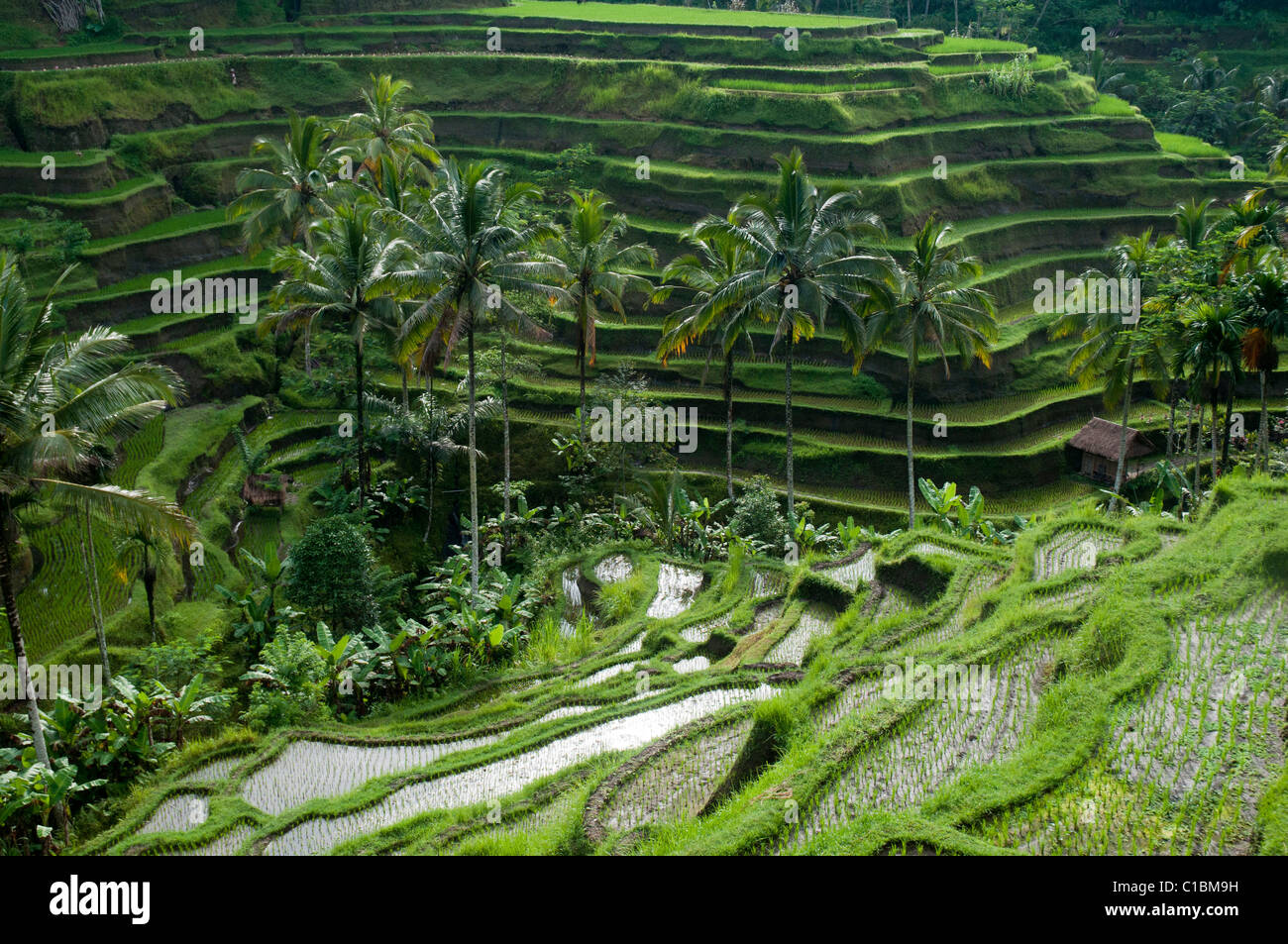 Risaie a terrazze nei pressi di Ubud a Bali Indonesia Foto Stock