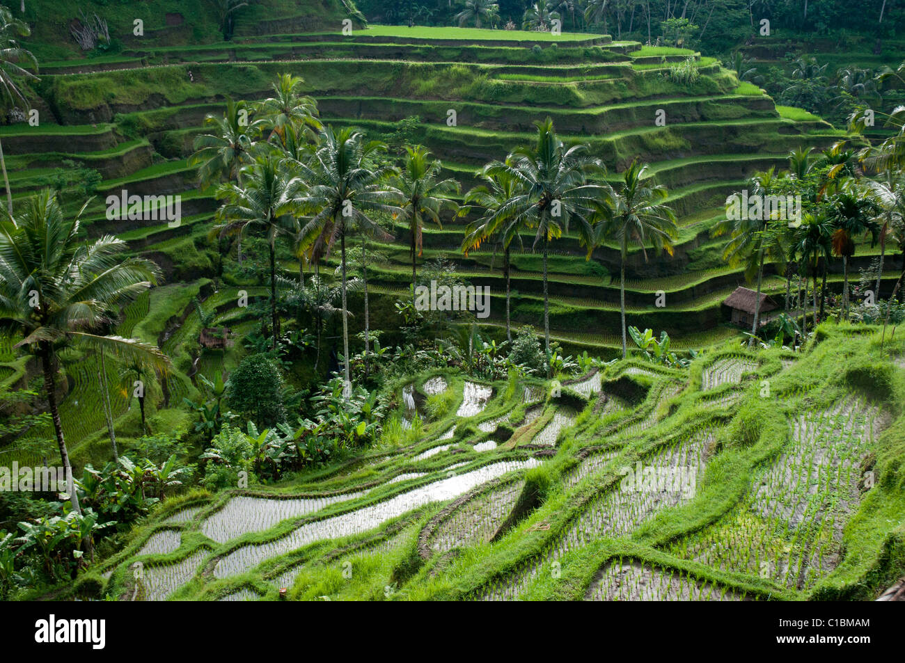 Risaie a terrazze nei pressi di Ubud a Bali Indonesia Foto Stock
