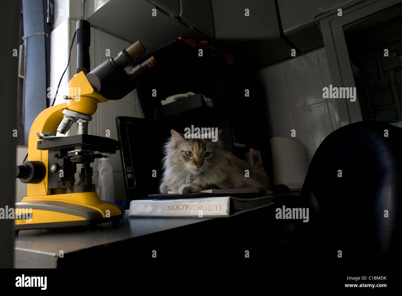 Un gatto riposa in un tavolo vicino ad un microscopio in corrispondenza di un pet Hospital di Condesa, Città del Messico, Messico, 2 febbraio 2011. Foto Stock