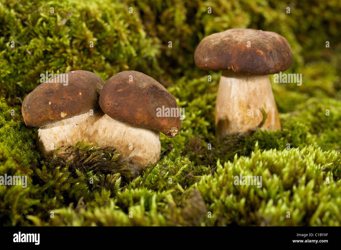 Boletus edulis, Porcino funghi, Trentino Alto Adige, Italia, Europa Foto Stock