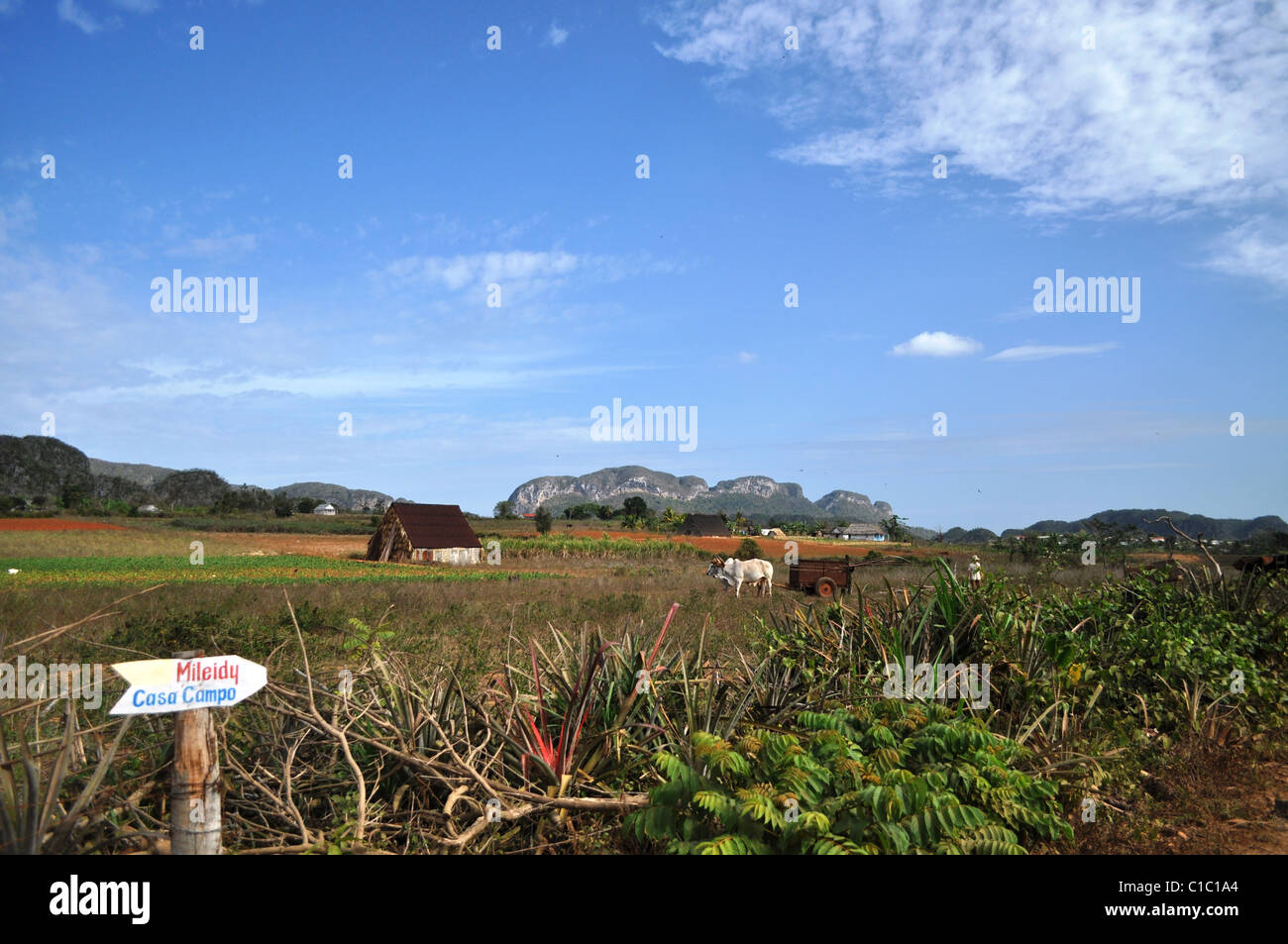 La Valle del Vinales, Cuba Foto Stock