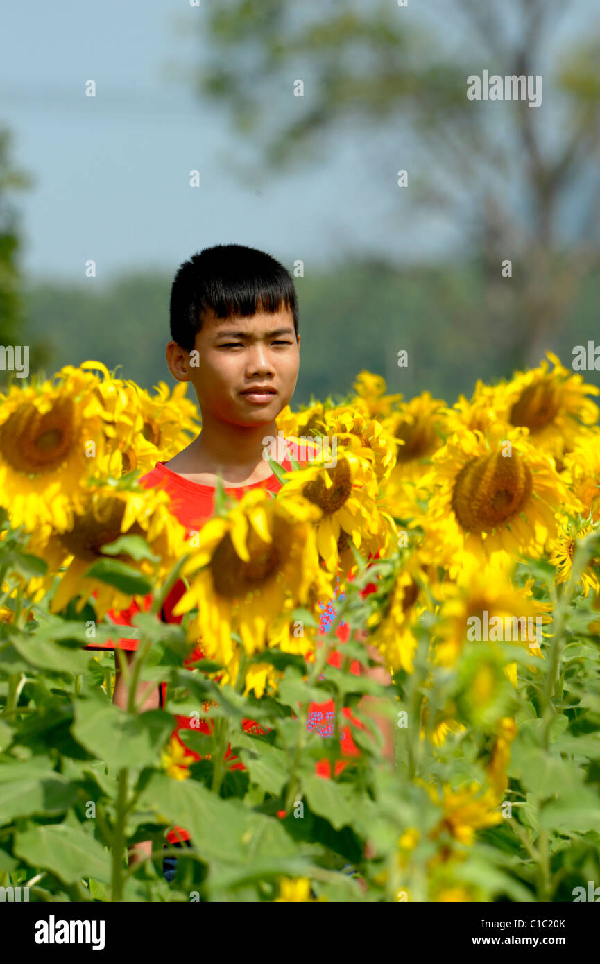 Giovane ragazzo tailandese nel campo di girasole , i campi di girasole di lopburi , Tailandia centrale Foto Stock