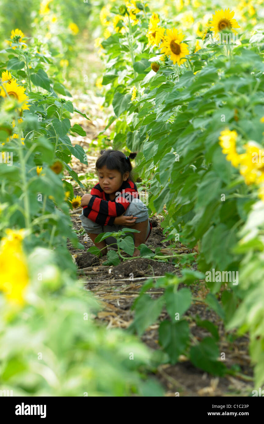Bambina nascosto nel campo di girasole , i campi di girasole di lopburi , Tailandia centrale Foto Stock