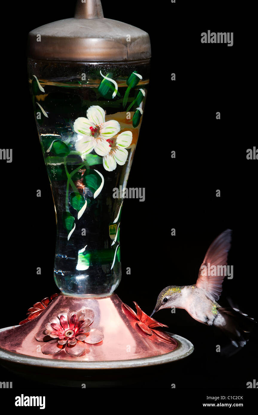 Rufous Hummingbird, Canada Foto Stock