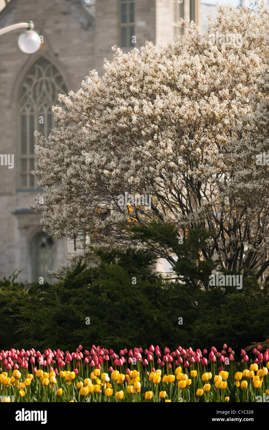 La Canadian Tulip festival; un evento annuale che si svolge nella capitale della nazione di Ottawa, Ontario Canada Foto Stock