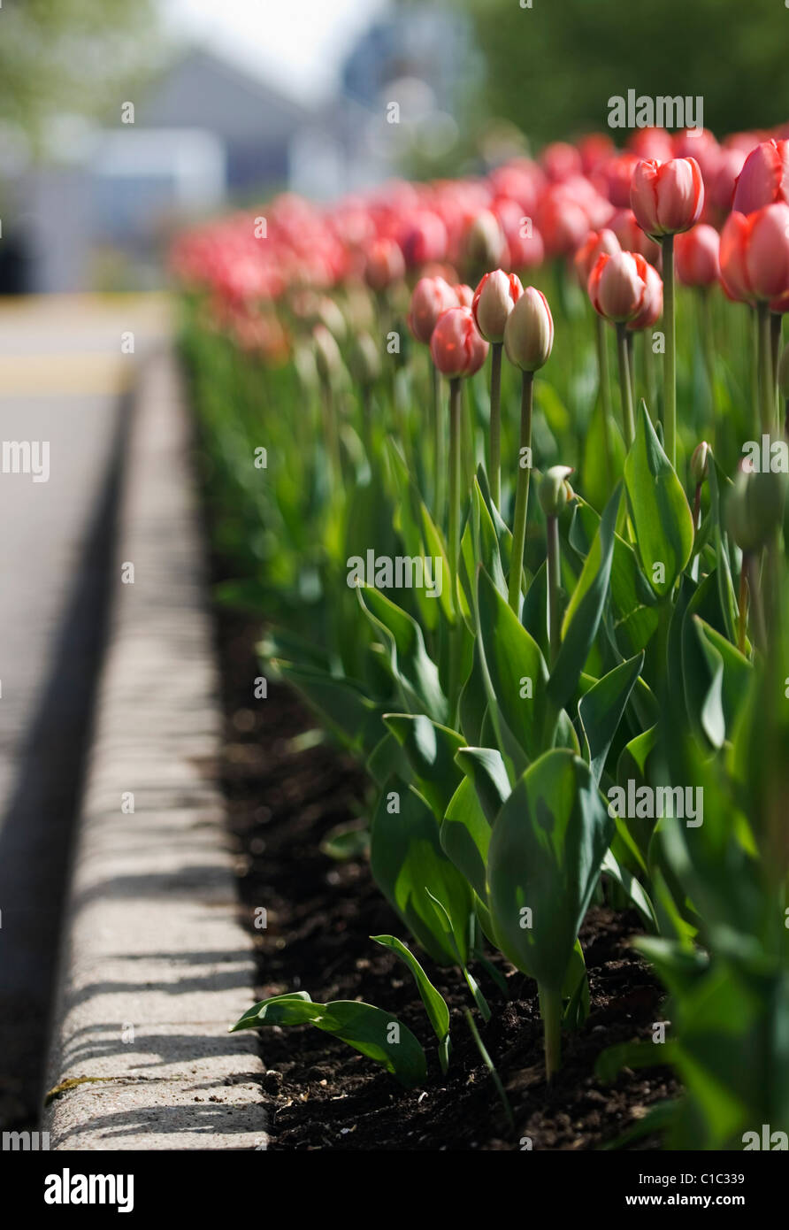 La molla tulipani nel capitale della nazione, ad Ottawa in Canada Foto Stock
