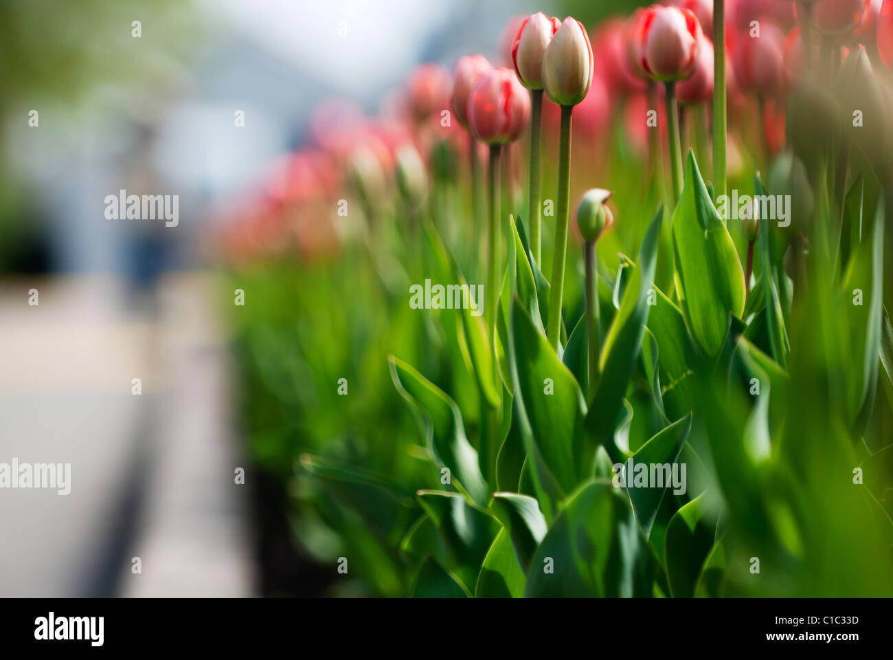 La molla tulipani nel capitale della nazione, ad Ottawa in Canada Foto Stock