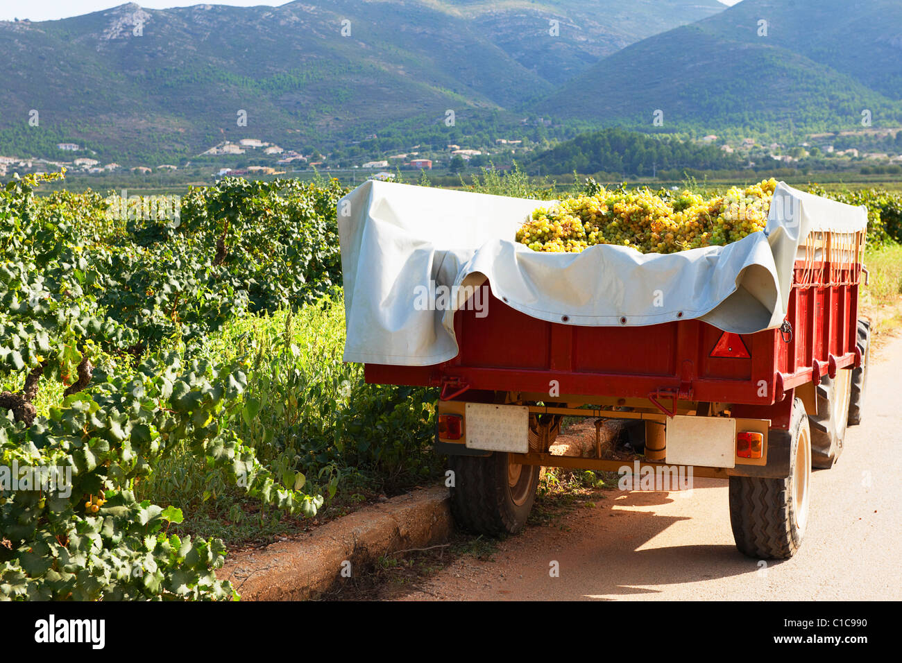 Il trattore e il rimorchio pieno di uva Foto Stock