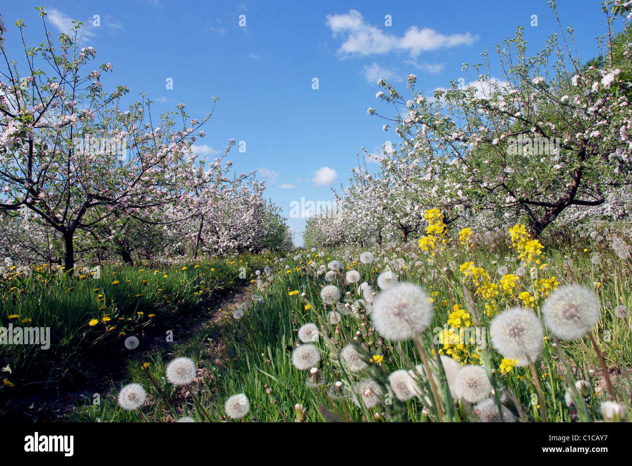 Spring Garden al picco di melo blow Foto Stock