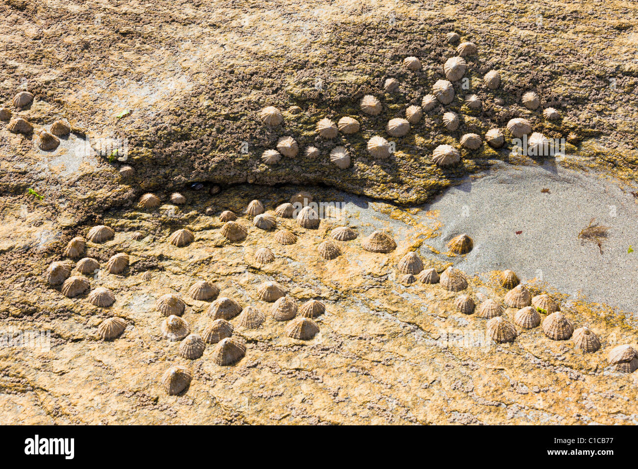 Le patelle sulla roccia Francia - patella vulgata Foto Stock