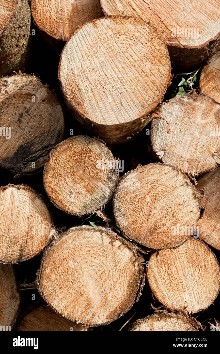 Pila di tagliare tronchi di alberi di estremità vista su Foto Stock