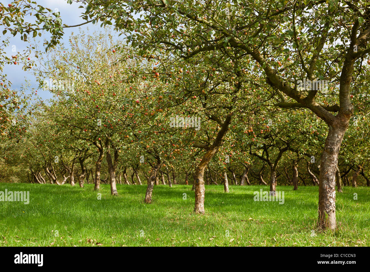 Frutteto di mele Foto Stock