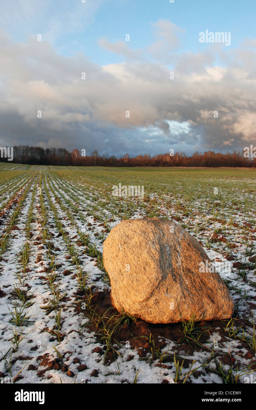 Piantine di colture invernali e pietra scongelato durante il disgelo invernale Foto Stock