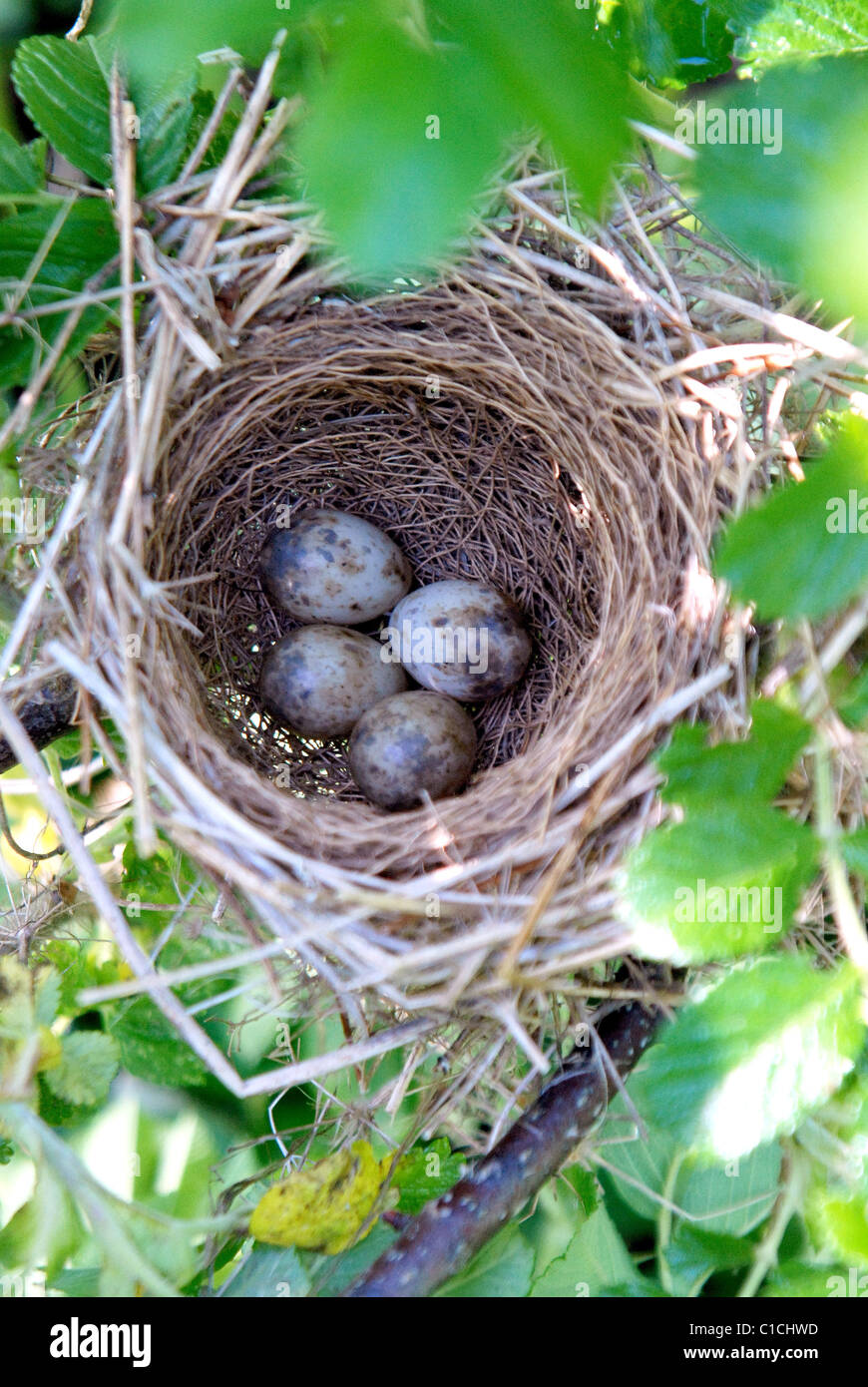 Uccelli canori - Austerlitz - nido con uova sui rami di alberi Foto Stock