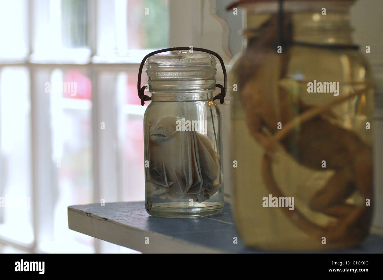 Finca La Vigia, Ernest Hemingway House Foto Stock