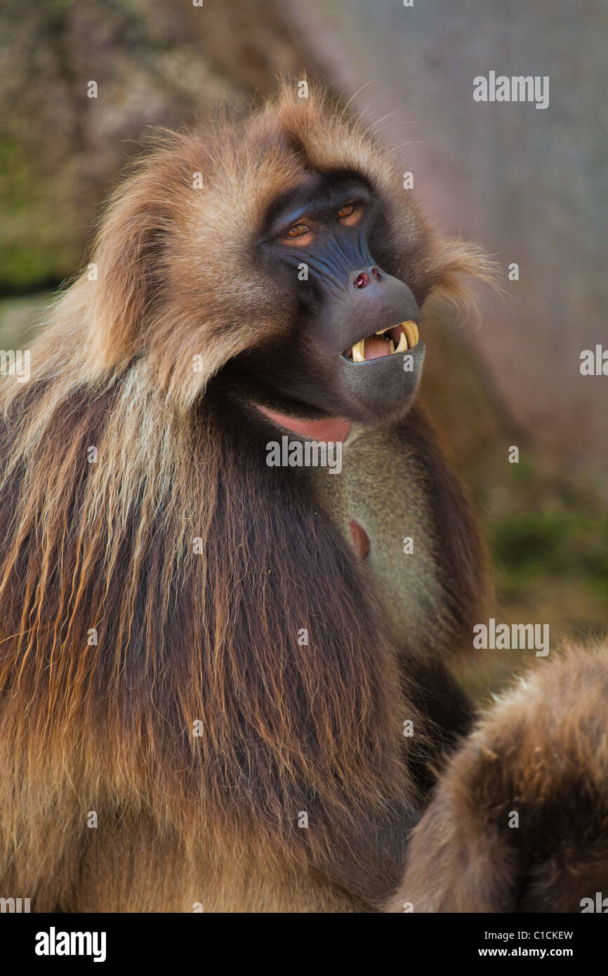 Babbuino Gelada (Theropithecus gelada ritratto) Foto Stock