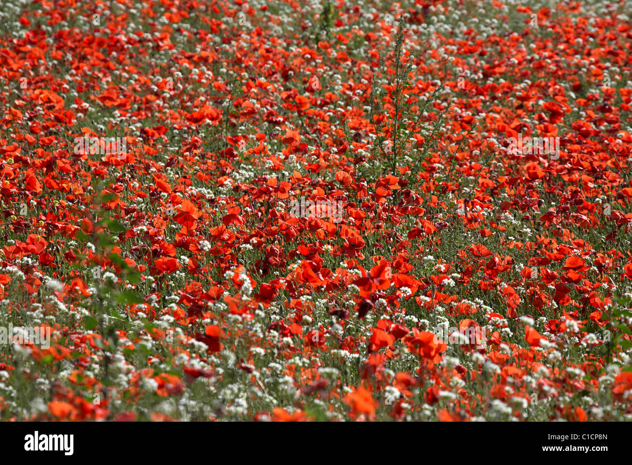 Campi italiani esplodono in estate i colori come papaveri entrano in bloom Foto Stock