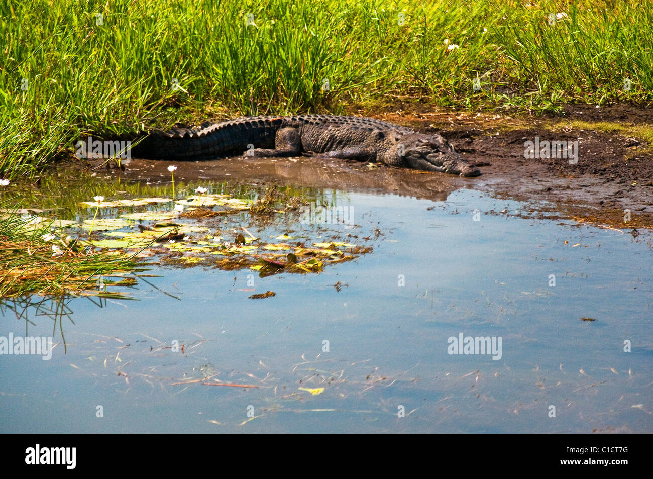 Coccodrillo australiano nel Parco Nazionale Kakadu , Australia Foto Stock