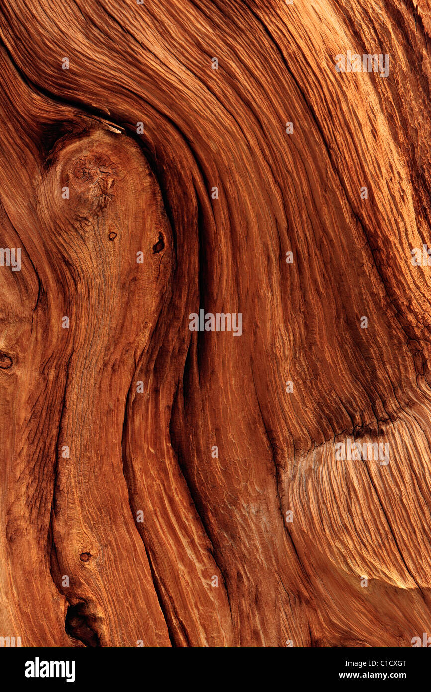 Dettaglio porzione di antichi pini bristlecone, Schulman Grove, White Mountains, California, Stati Uniti d'America. Foto Stock