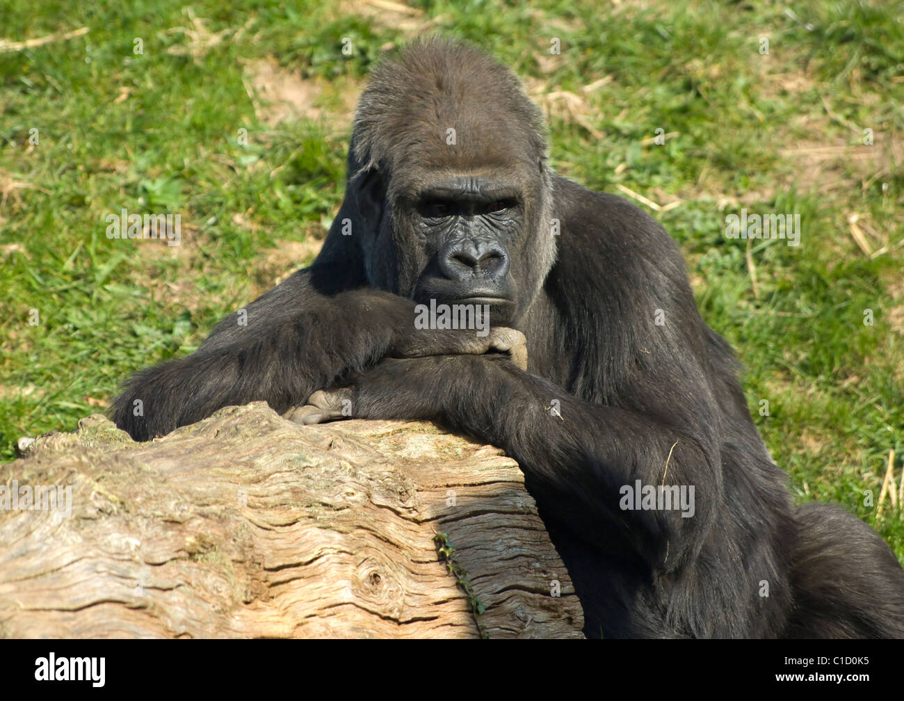 Pianura occidentale (Gorilla Gorilla gorilla gorilla) captive Foto Stock
