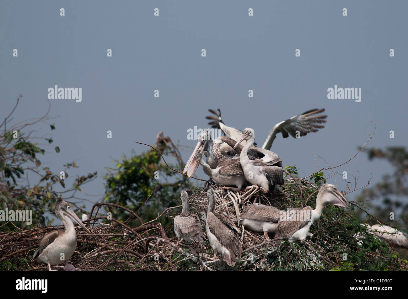 Spot fatturati Pelican nel suo habitat naturale Foto Stock