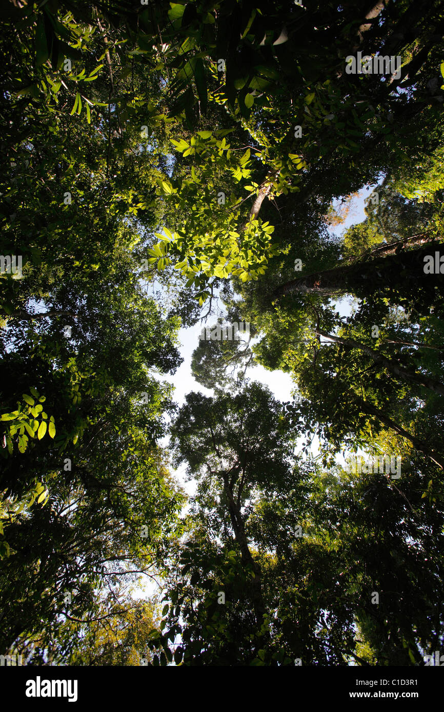 Guardando verso l'alto attraverso il baldacchino della crescita primarie foresta pluviale tropicale nel Parco Nazionale di Corcovado, Osa Peninsula, Costa Rica Foto Stock