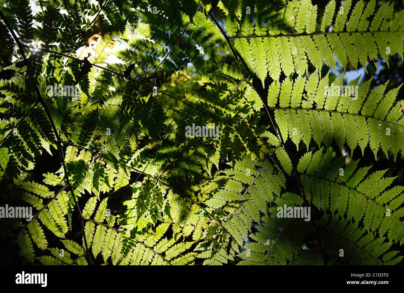 Luce del sole che filtra attraverso il baldacchino della foresta pluviale su felci vicino al suolo della foresta, Osa Peninsula, Costa Rica Foto Stock