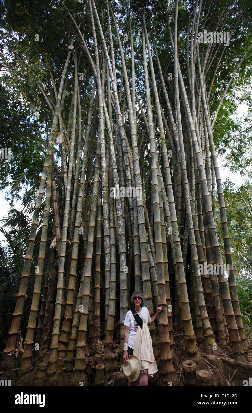 Tall stand of bamboo immagini e fotografie stock ad alta risoluzione - Alamy