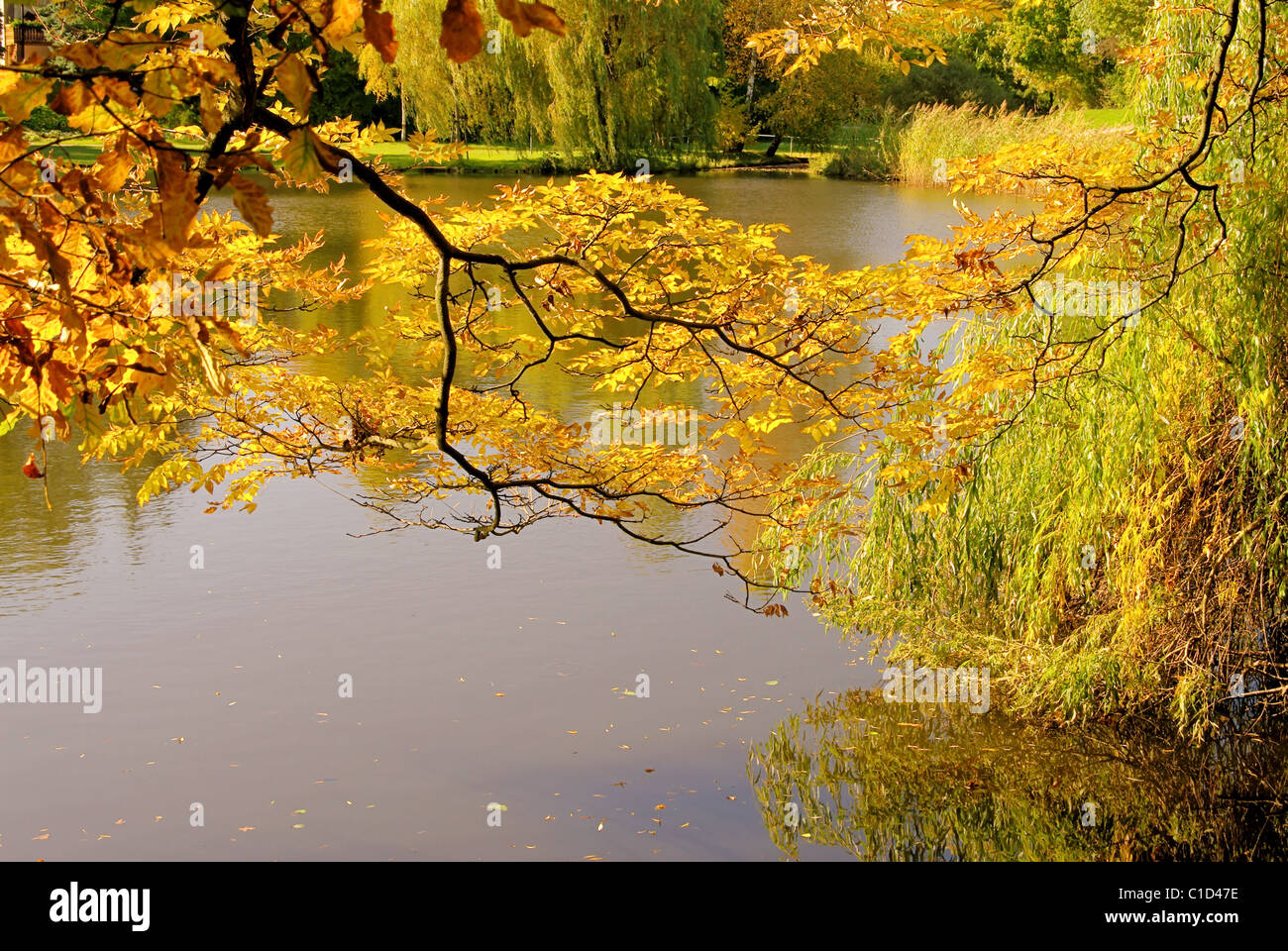Baum am Teich im Herbst - albero su stagno in caduta 01 Foto Stock
