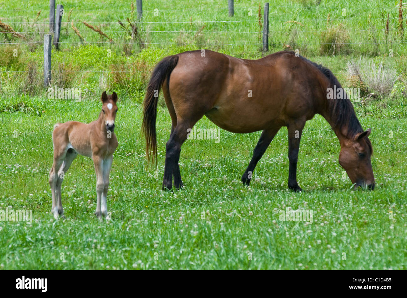 Mare e puledro, Nuovo Galles del Sud Australia Foto Stock