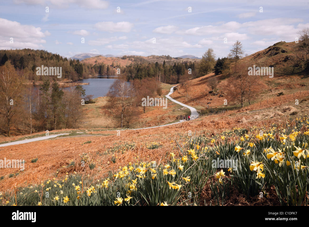 Coniston, Cumbria, Inghilterra, Regno Unito. I narcisi selvatici e vista del percorso attorno a Tarn Hows nel Parco Nazionale del Distretto dei Laghi in primavera Foto Stock