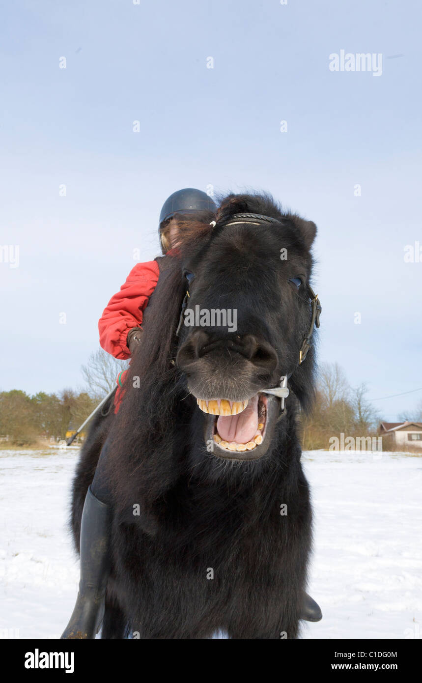Pony nero a ridere. Foto Stock