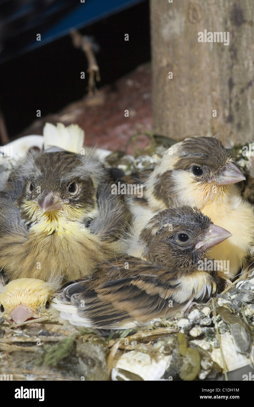 In canarie nidiacei (Verzellino canara). Quindici giorni pulcini, ancora nel nido. Voliera degli uccelli. Foto Stock