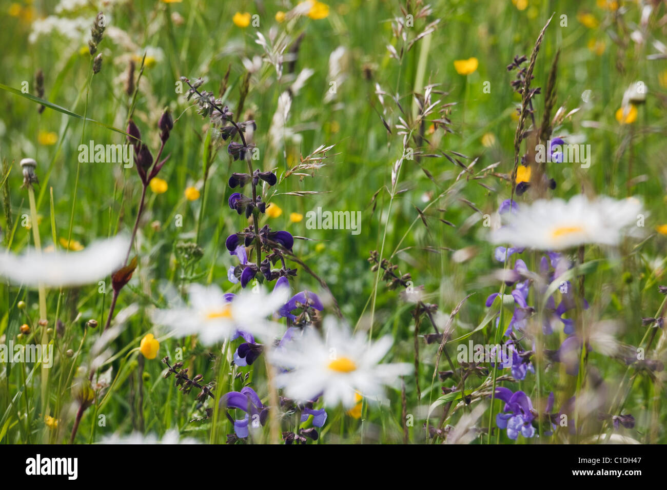 L'Europa. Occhio di bue margherite (Leucanthemum vulgare) crescente con erbe selvatiche in un prato di fiori selvaggi Foto Stock