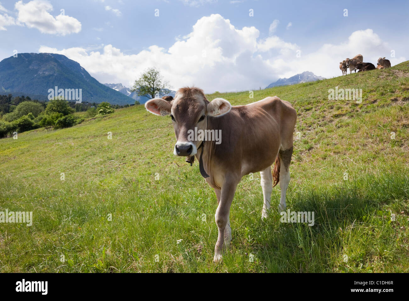 Imst Austria Europa. Una mucca che indossa un campanaccio in un prato alpino in una valle in estate Foto Stock