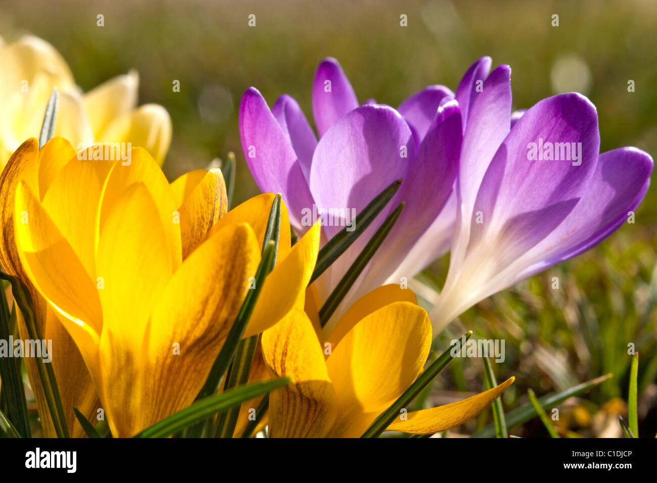 Crocus che fiorisce in primavera Foto Stock