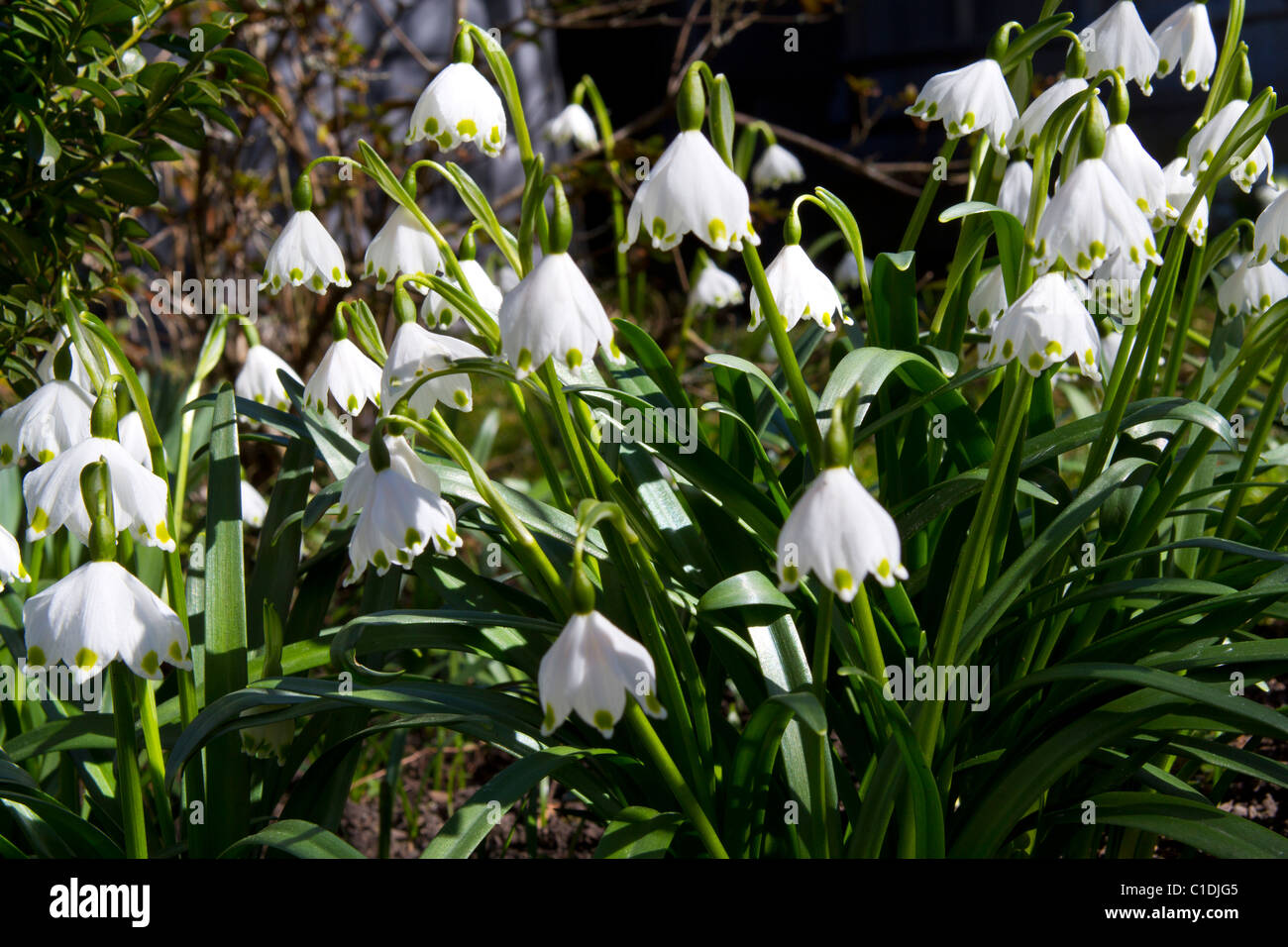 Il simbolo del fiocco di neve in fiore Foto Stock