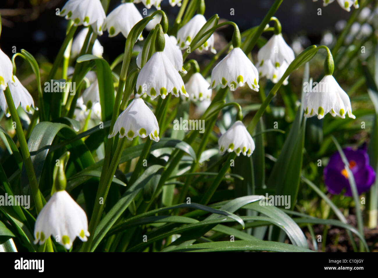 Il simbolo del fiocco di neve in fiore Foto Stock