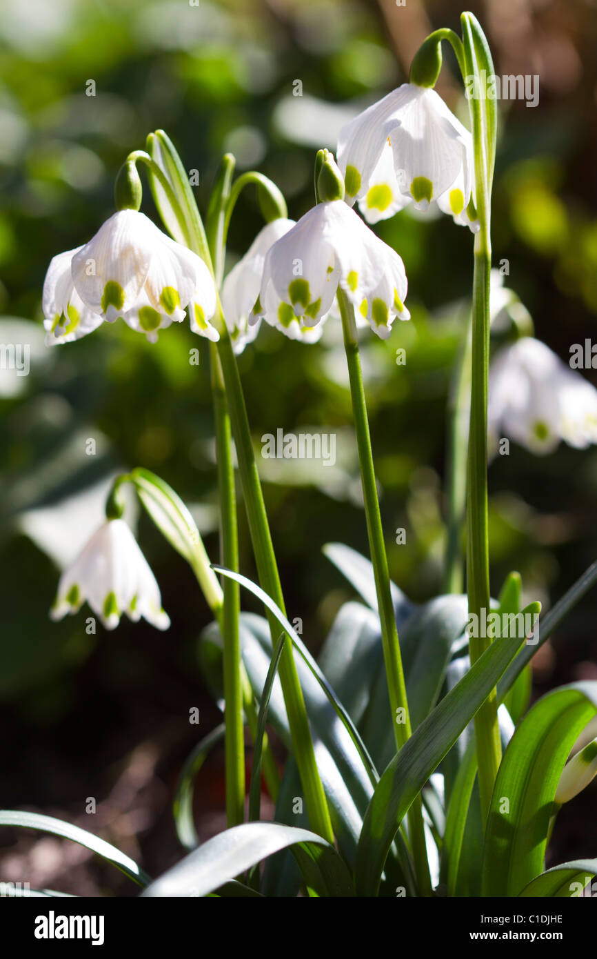 Il simbolo del fiocco di neve in fiore Foto Stock