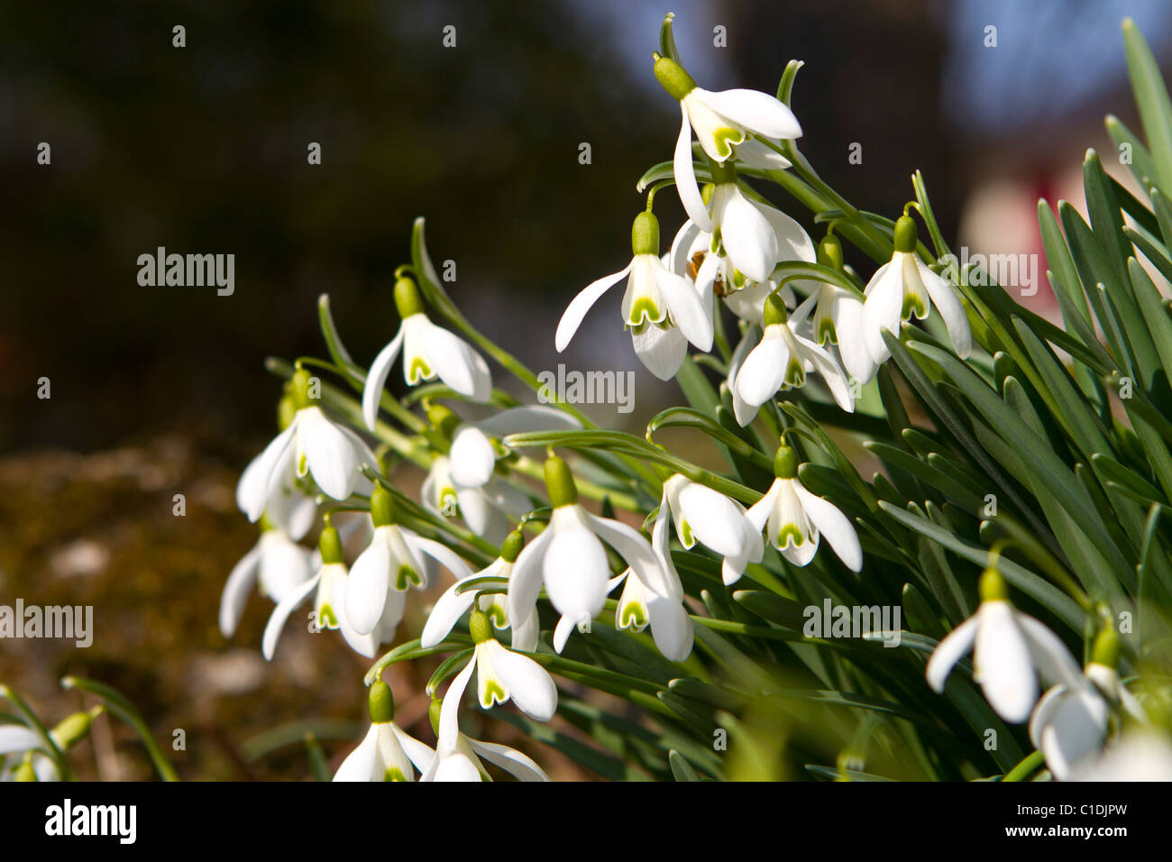 Bucaneve che fiorisce in primavera, Galanthus nivalis Foto Stock
