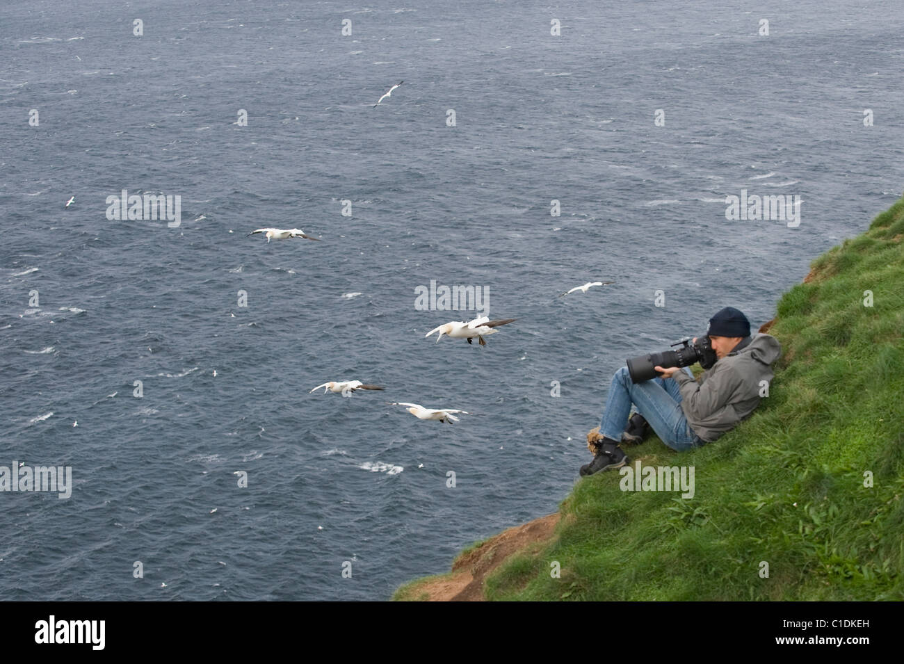 Northern Gannet (Morus bassanus) e il fotografo, Troup Testa, Moray Firth, Scotland, Regno Unito Foto Stock