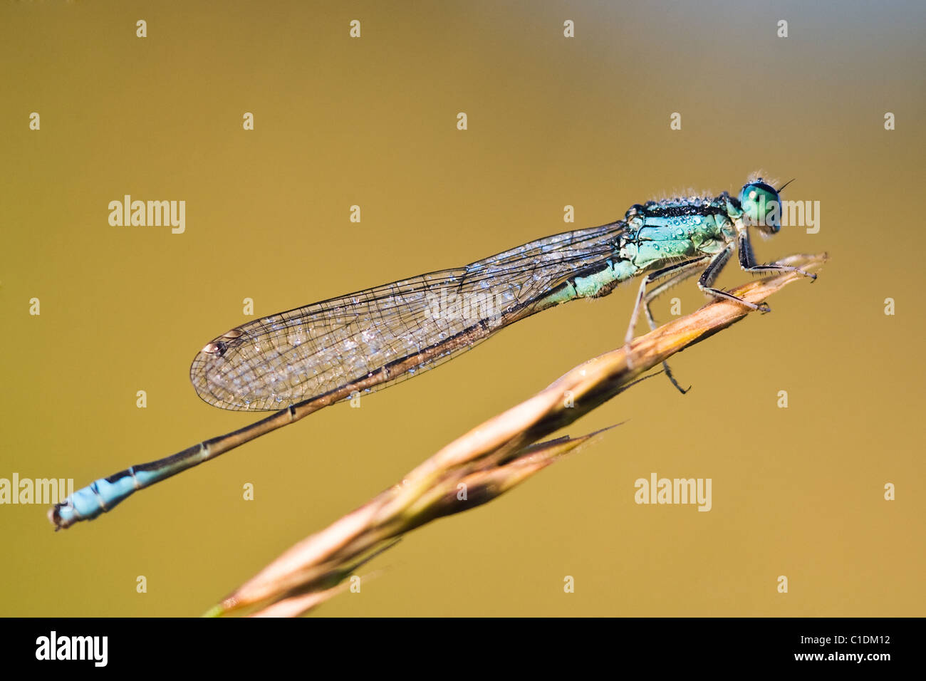 Scarsa Blu-tailed Damselfly (Ischnura pumilio) Foto Stock