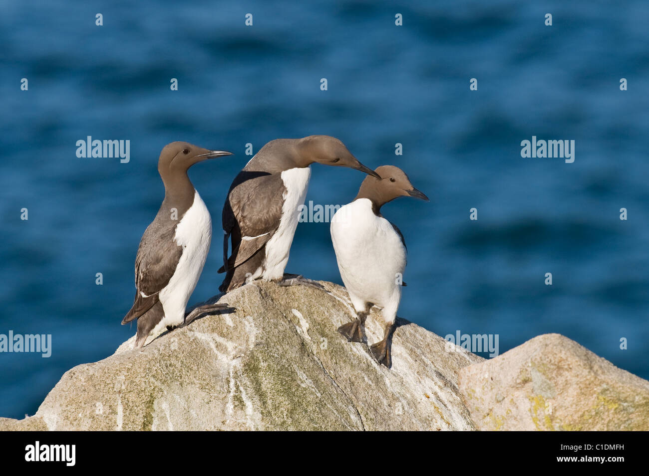 Guillemot (Uria aalge), Isole Saltee, Irlanda Foto Stock