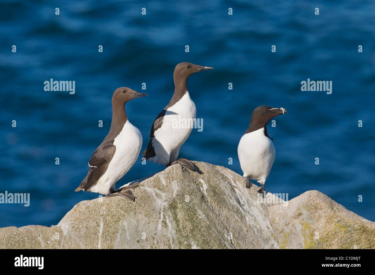 Guillemot e razorbill, Isole Saltee, Irlanda Foto Stock
