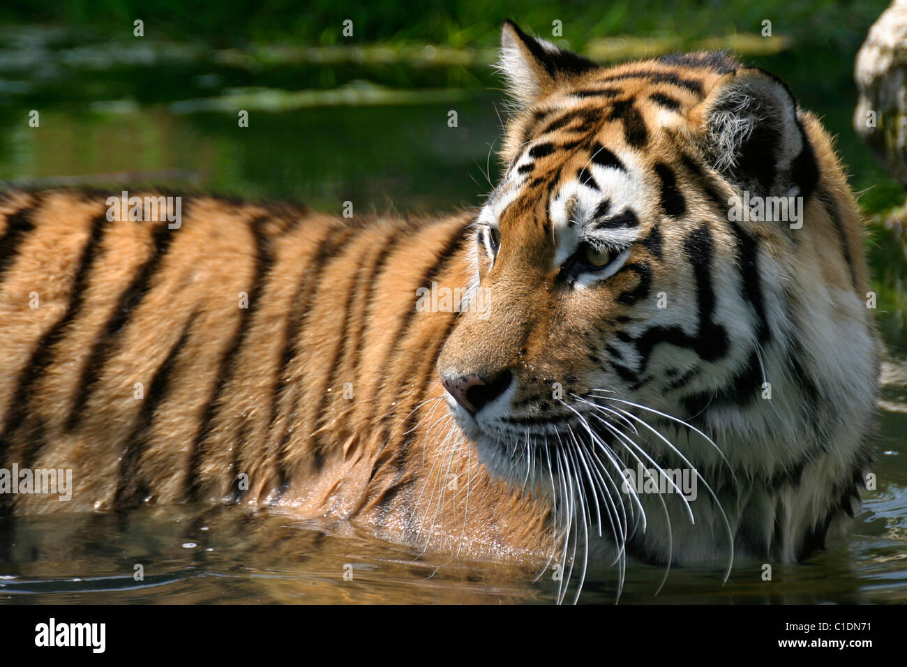 tigre Foto Stock