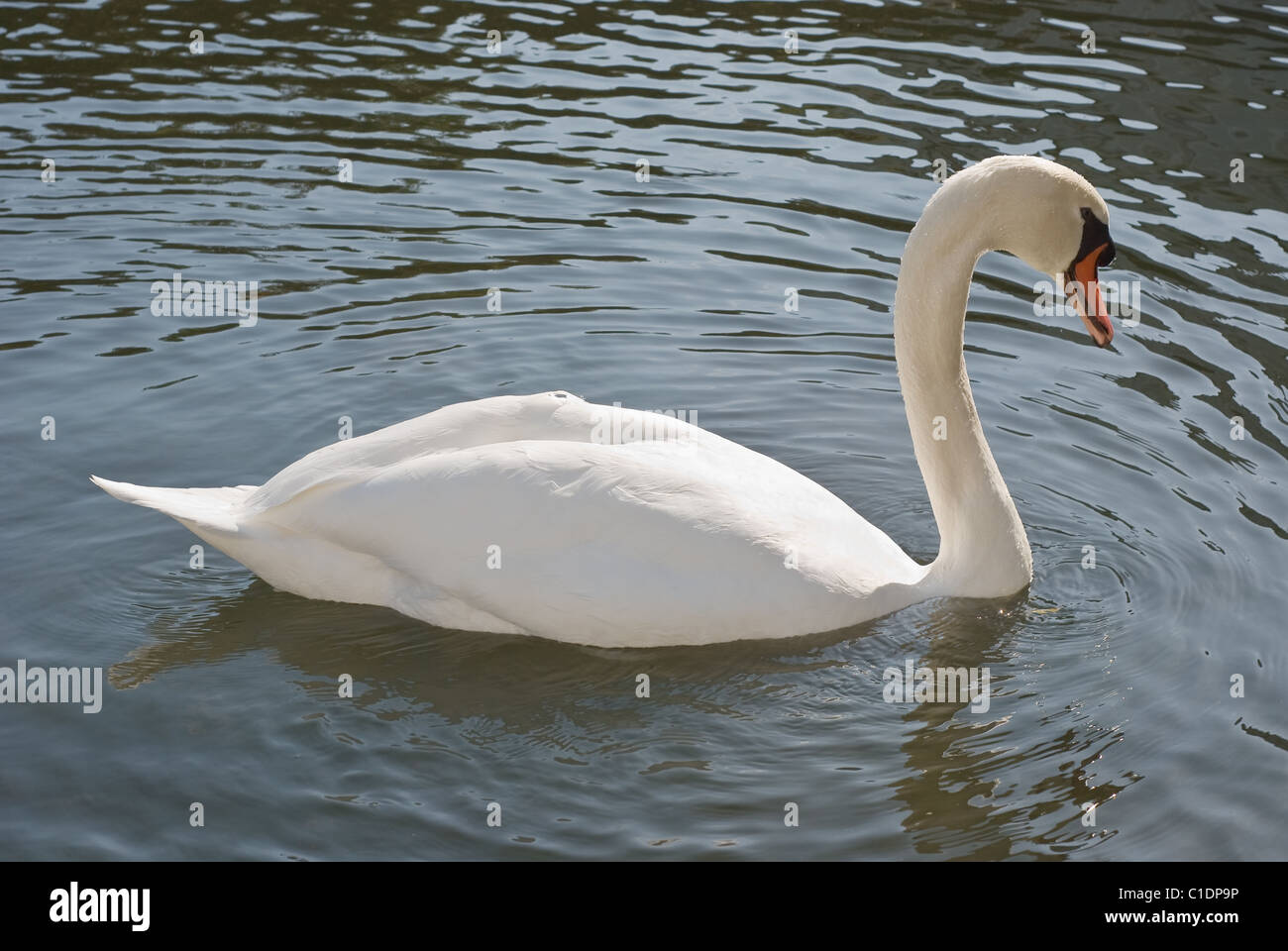 Una perfetta Swan su un tranquillo laghetto Foto Stock
