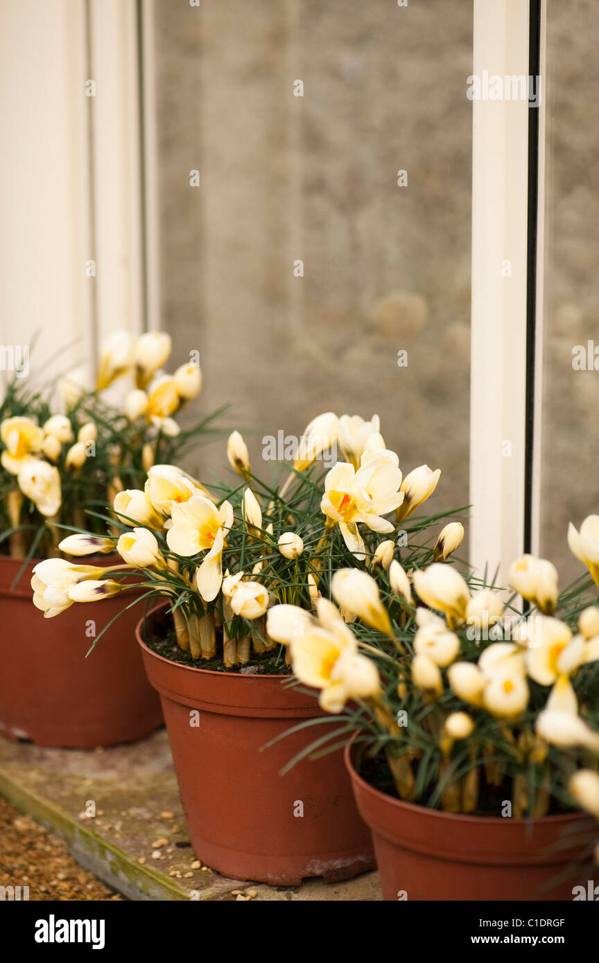 Crocus crisante 'crema' di bellezza in fiore Foto Stock